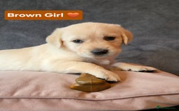 Goldendoodle dogs for sale: Goldendoodle retriever  - Image 11