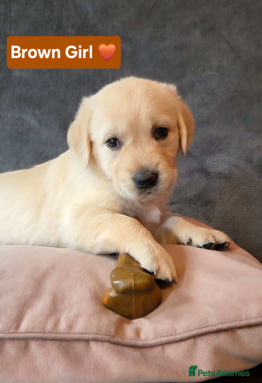 Goldendoodle dogs for sale: Goldendoodle retriever  - Image 11