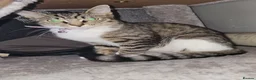 Ragdoll cats for sale: Ragdoll x Tabby Mix Kittens - Advert 6