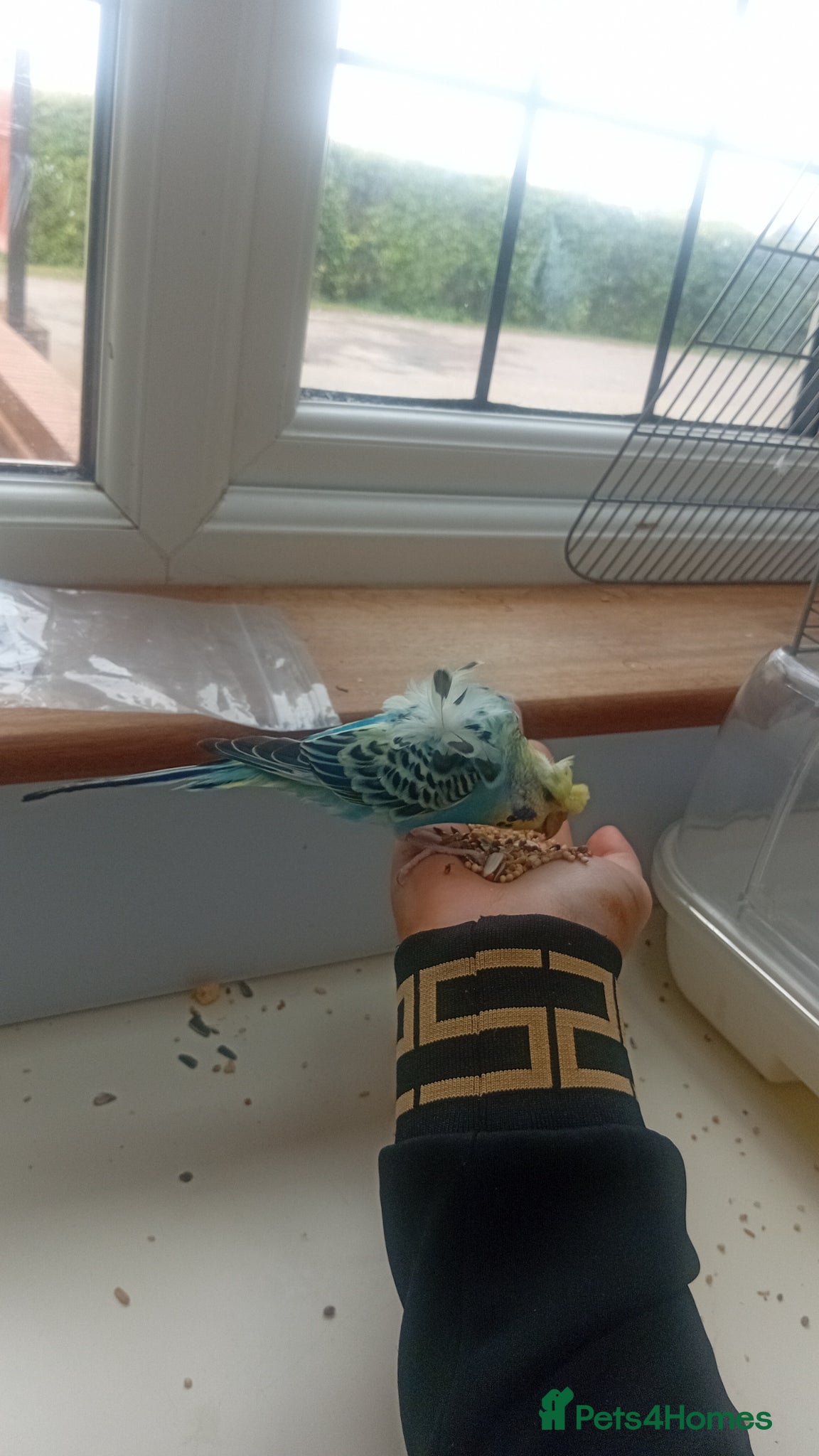 Cockatiels birds Budgie babies in December  - Advert 6