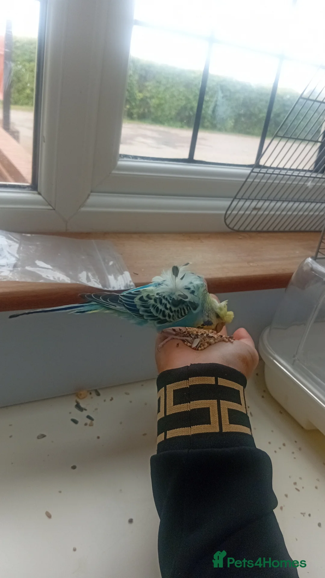 Cockatiels birds for sale: Budgie babies in December  - Advert 1