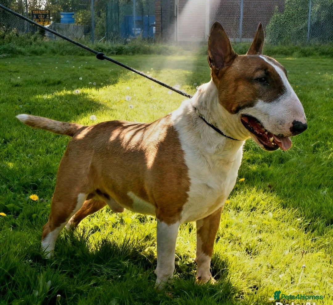 English Bull Terrier dogs Bull terrier at stud  fully health tested  - Advert 2
