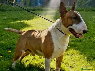 English Bull Terrier dogs Bull terrier at stud fully health tested - Advert 2