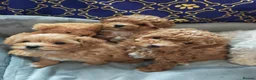 Toy Poodle dogs for stud: Handsome K.C Red Toy poodle stud! - Advert 14