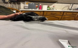 Cocker Spaniel dogs for sale: 🐾 Working Cocker Spaniel Puppies for Sale £800  - Image 24