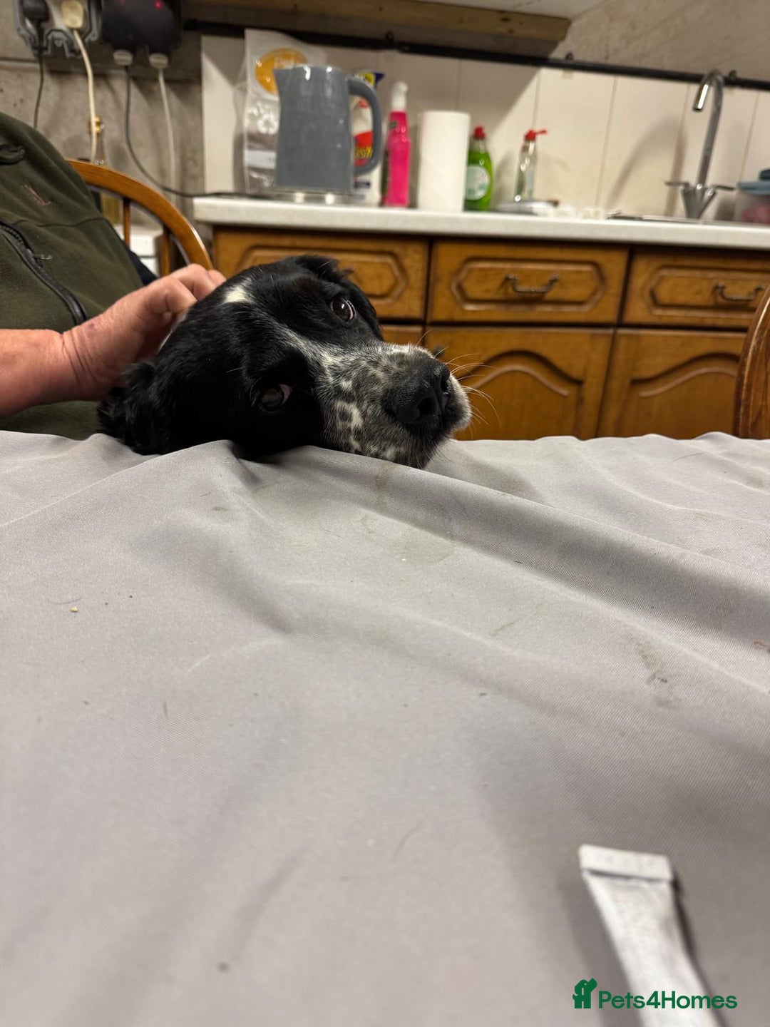 Cocker Spaniel dogs for sale: 🐾 Working Cocker Spaniel Puppies for Sale £800  - Image 24