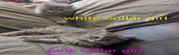 Ragcoon cats for sale: Ragdoll X Maine coon (ragcoon) in Dundee - Advert 3