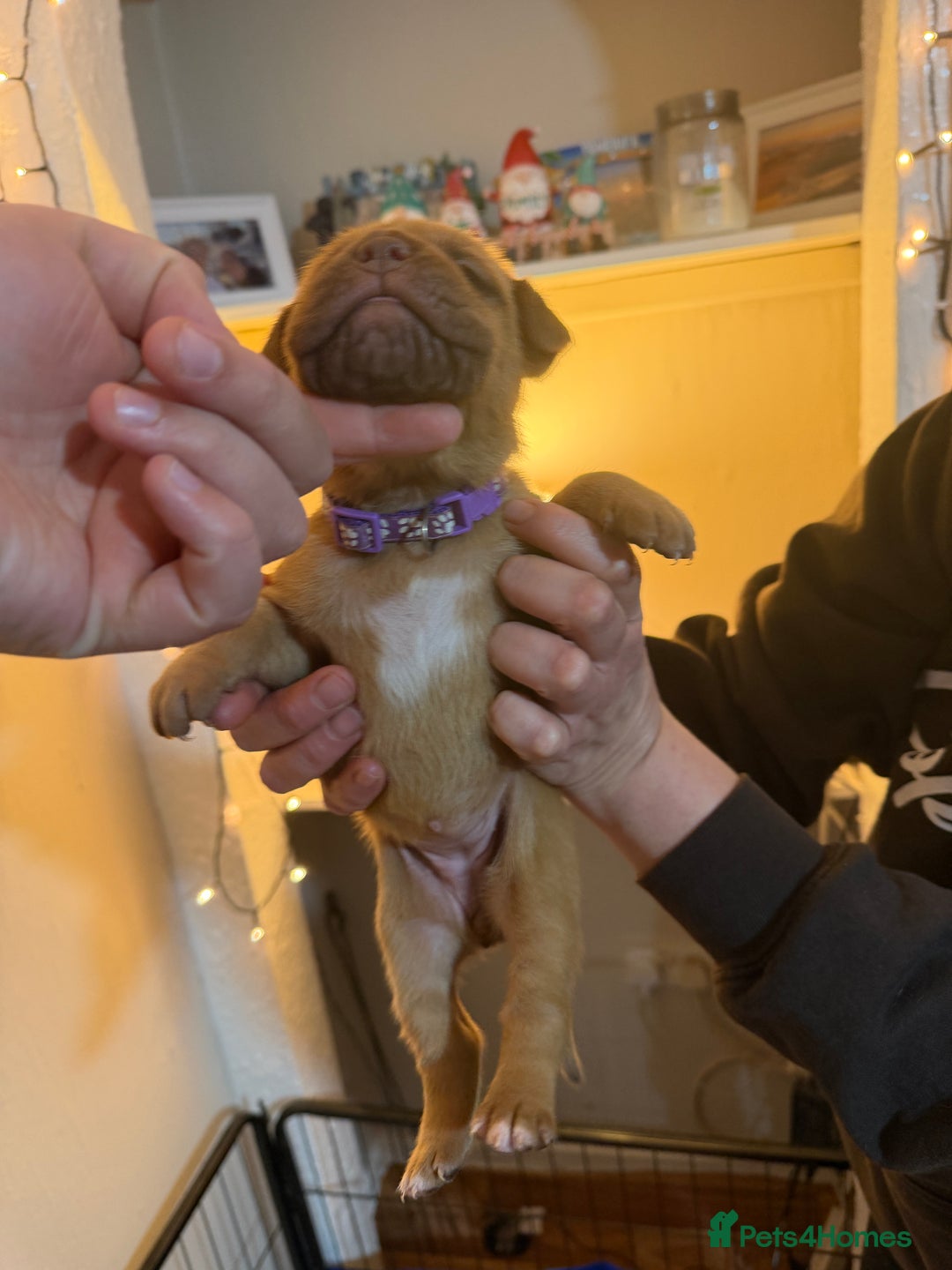 Dogue De Bordeaux dogs for sale: Beautiful Dogue De Bordeaux Puppies - Advert 20