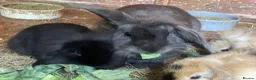 Mini Lion Lop rabbits for sale: Mini Lion Lop Babies & Mom  - Advert 7