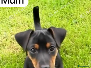 Mixed Breed dogs Female puppy - Advert 2