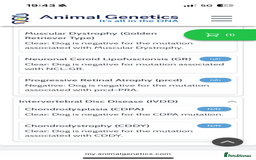 Golden Retriever dogs for stud: Zeus  - Advert 4