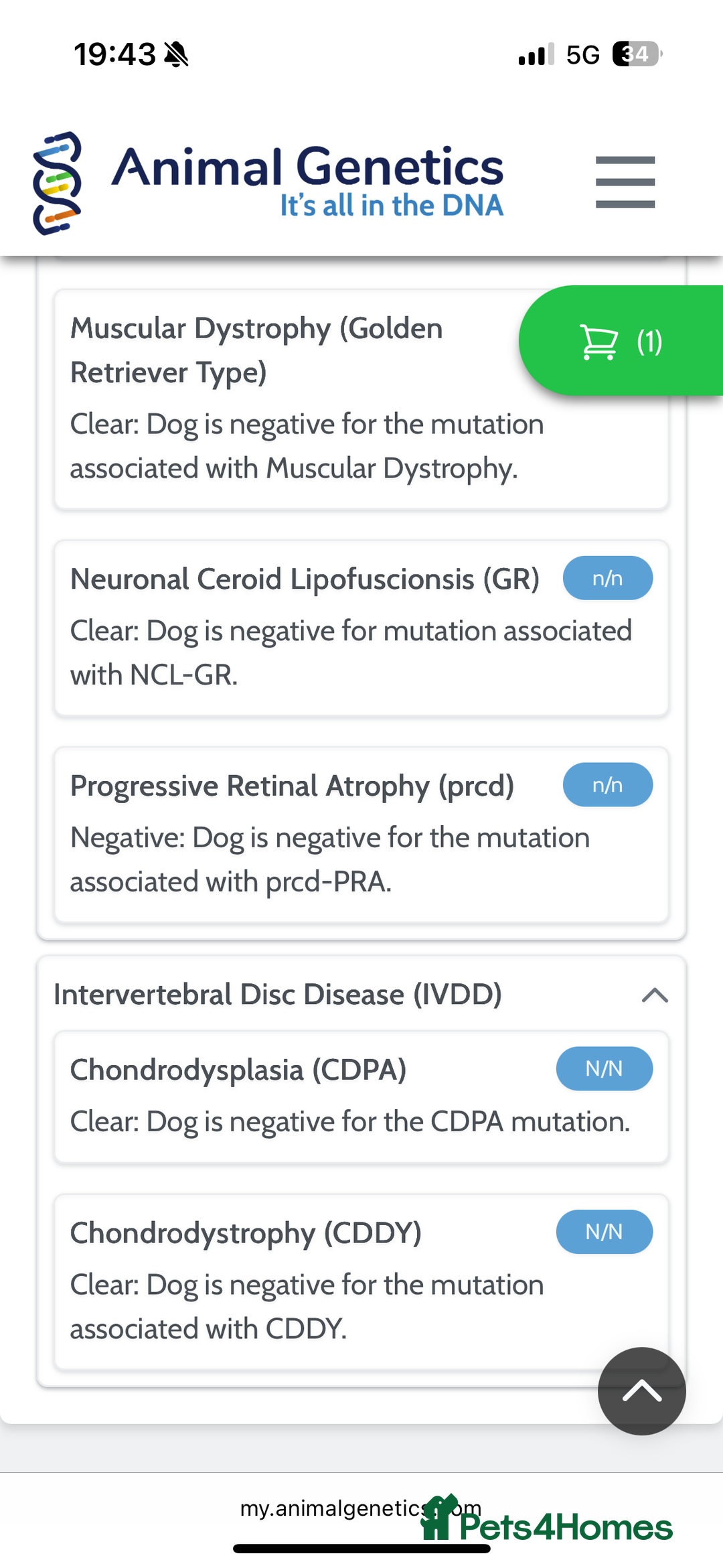 Golden Retriever dogs for stud: Zeus  - Advert 4