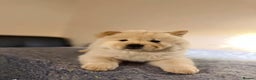 Chow Chow dogs for sale:  **  Litter of  Chow Chow Puppies - Advert 17