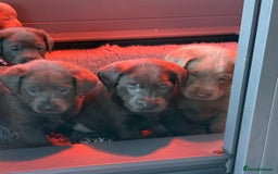 Labrador Retriever dogs for sale: Gorgeous KC Silver & Charcoal Labs - Image 20
