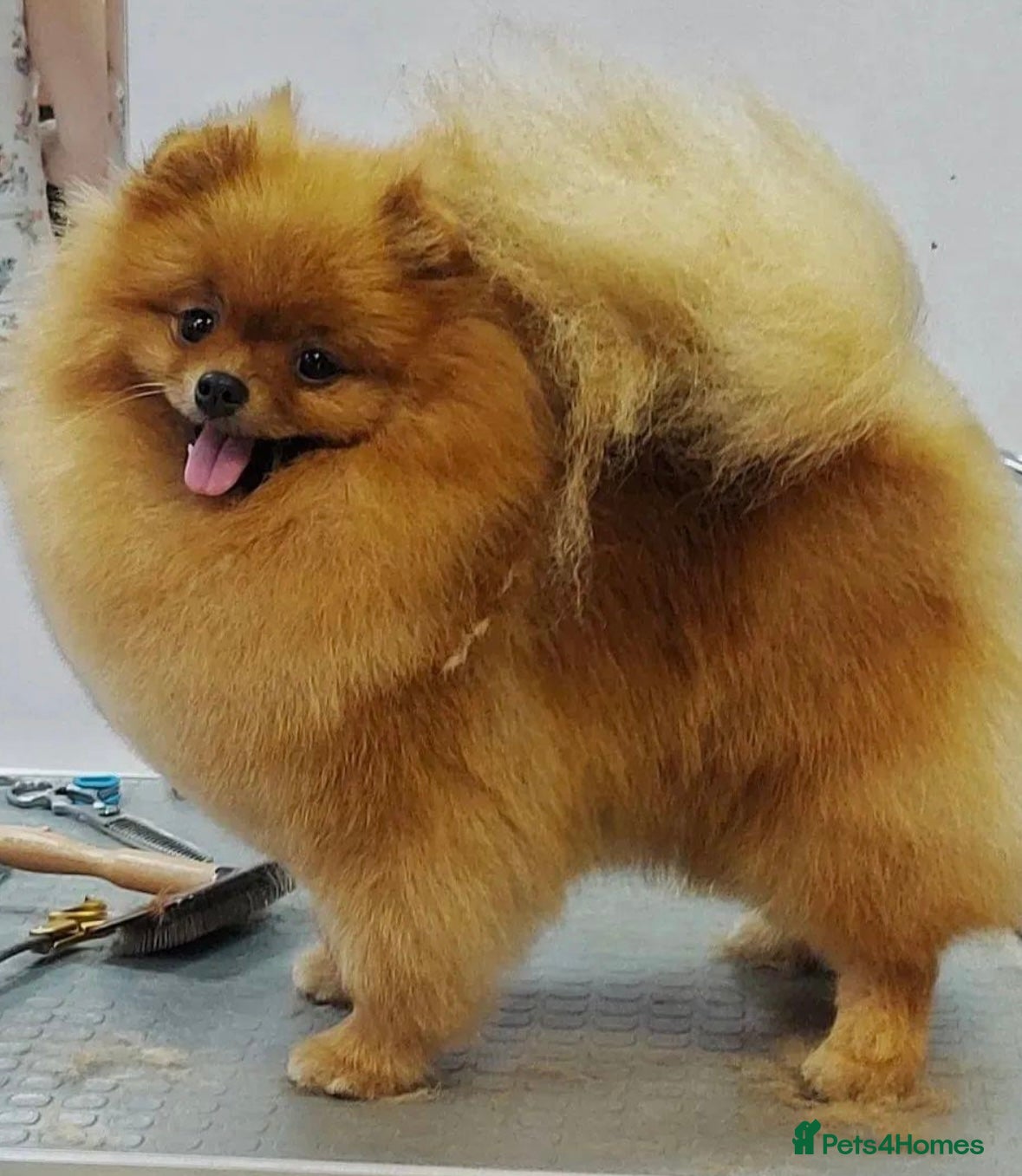 Pomeranian dogs KC Pomeranians tiny little bears 🐻 Ready Now  - Advert 2