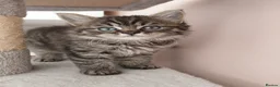 Maine Coon cats for sale: Half main coon kittens - Advert 2