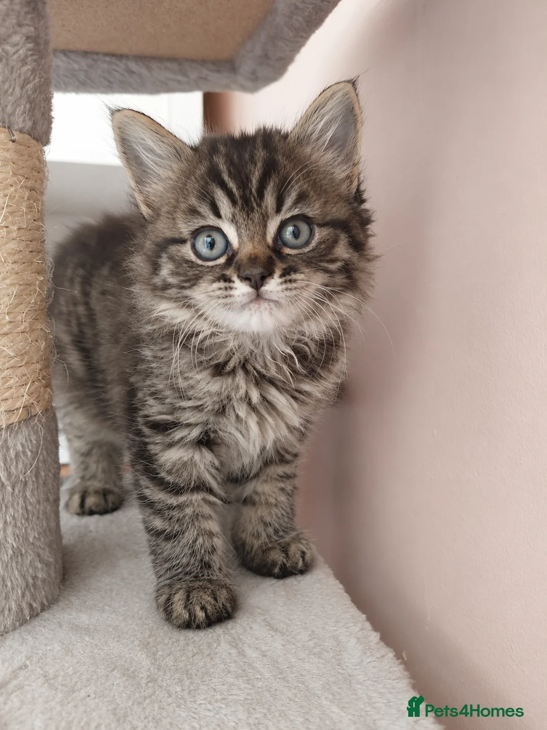 Maine Coon cats for sale: Half main coon kittens - Advert 2