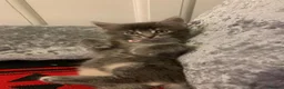 Mixed Breed cats for sale: Beautiful kittens looking for loving home in Enfield - Advert 16