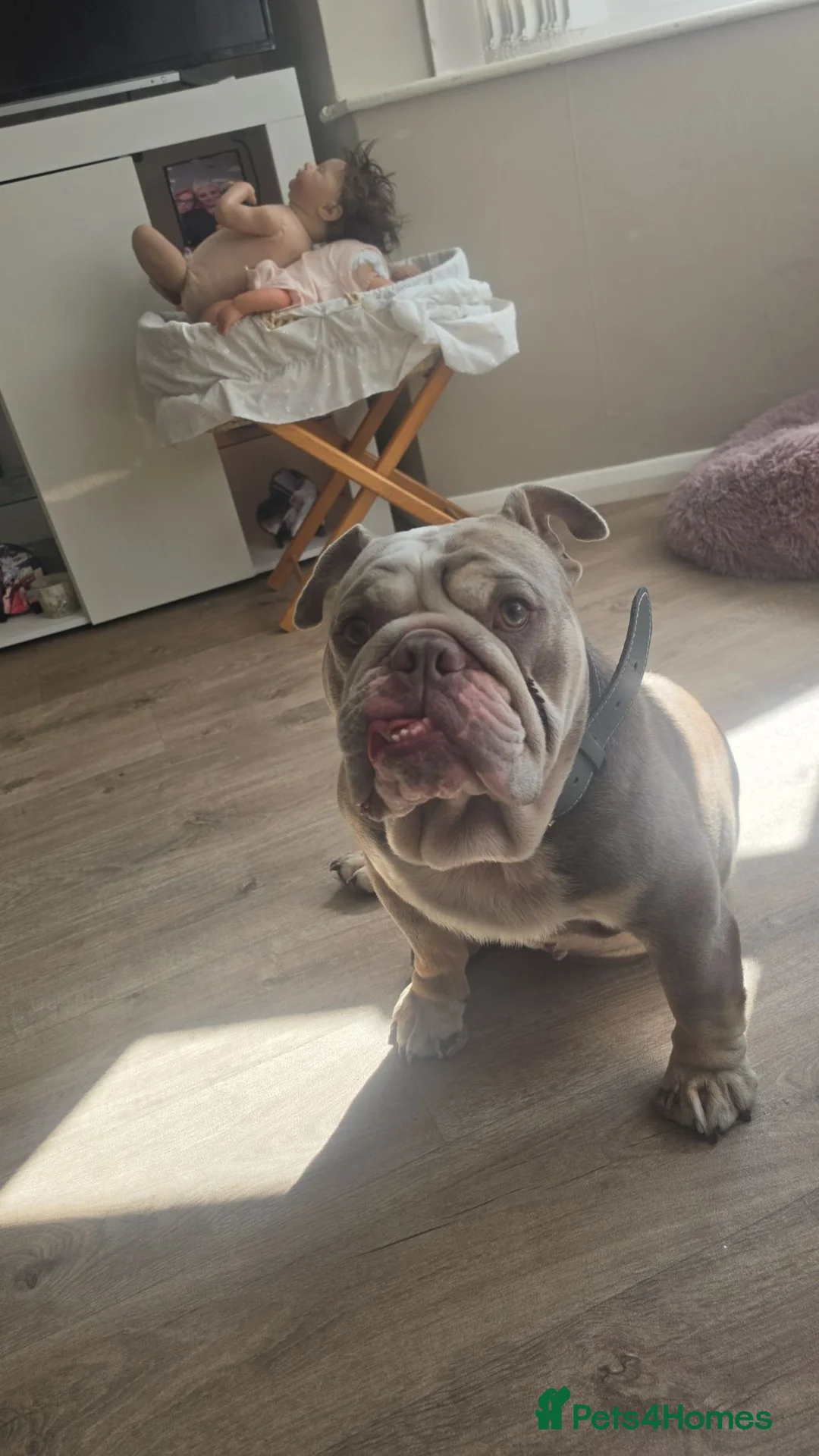 English Bulldog dogs for sale: English bulldog  - Advert 2