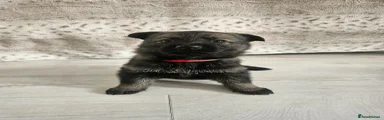 Red Boy