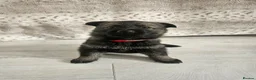 German Shepherd dogs for sale: Outstanding Pedigree German Shepherd Puppies - Advert 15