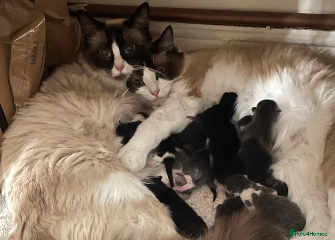 Ragdoll cats for sale: Ragdoll x BSH kittens (individually priced) - Image 26