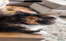 Maine Coon cats for sale: Maine coon 16 months old  - Advert 5