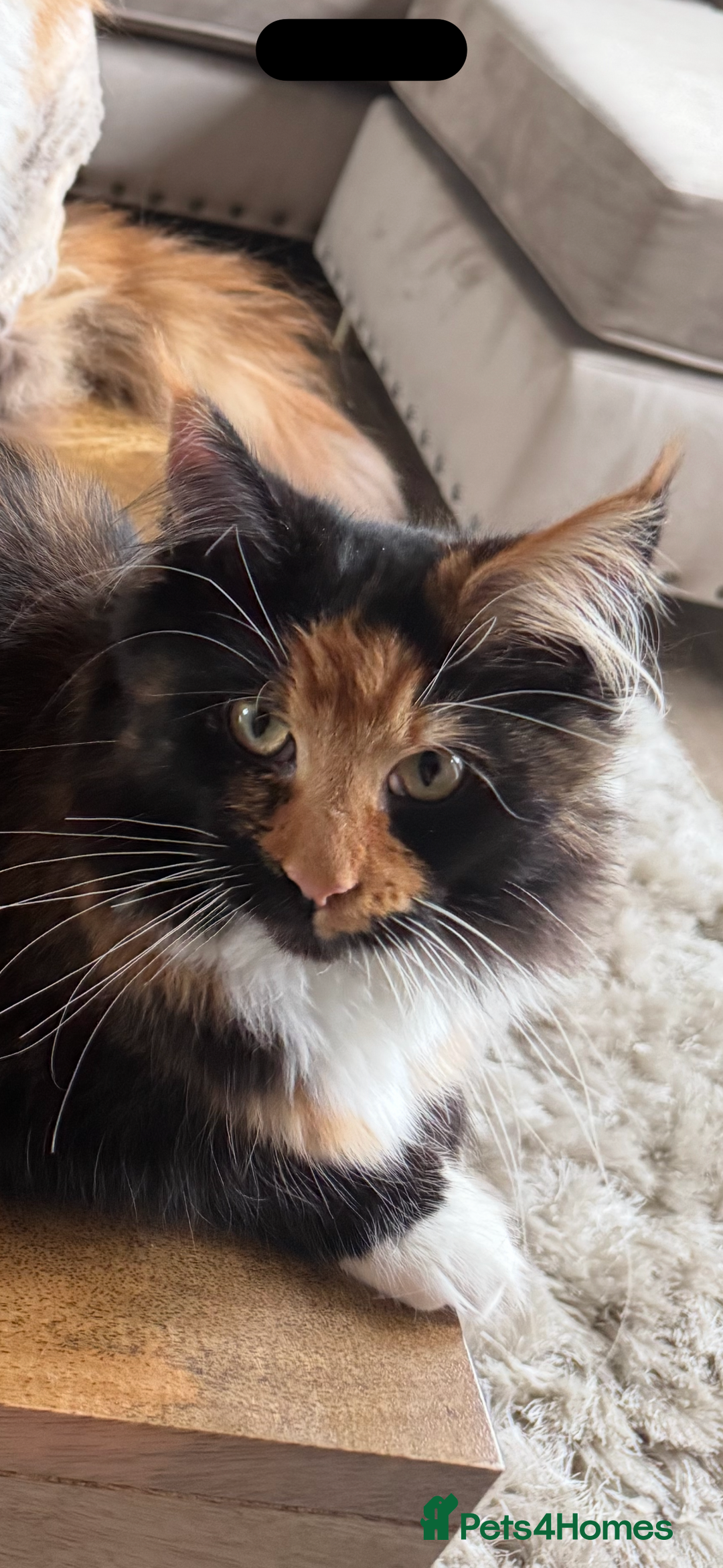 Maine Coon cats for sale: Maine coon 16 months old  - Advert 5