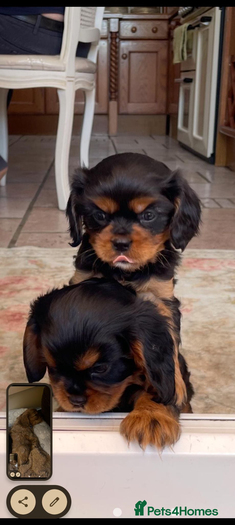 Cavalier King Charles Spaniel dogs King Charles cavalier babies  - Advert 2
