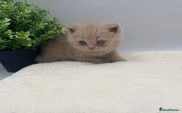 British Shorthair cats for sale: PEDIGREE REGISTERED CHUNKY BRITISH SHORTHAIRS  - Image 19