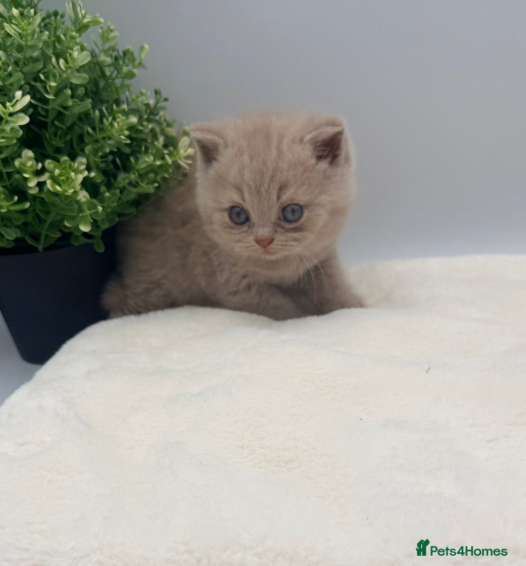British Shorthair cats for sale: PEDIGREE REGISTERED CHUNKY BRITISH SHORTHAIRS  - Image 19