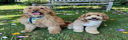 Mixed Breed dogs for sale: Multigen Double Doodle - Advert 1