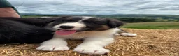 Border Collie dogs for sale: Long coated rare border collie puppies - Advert 10