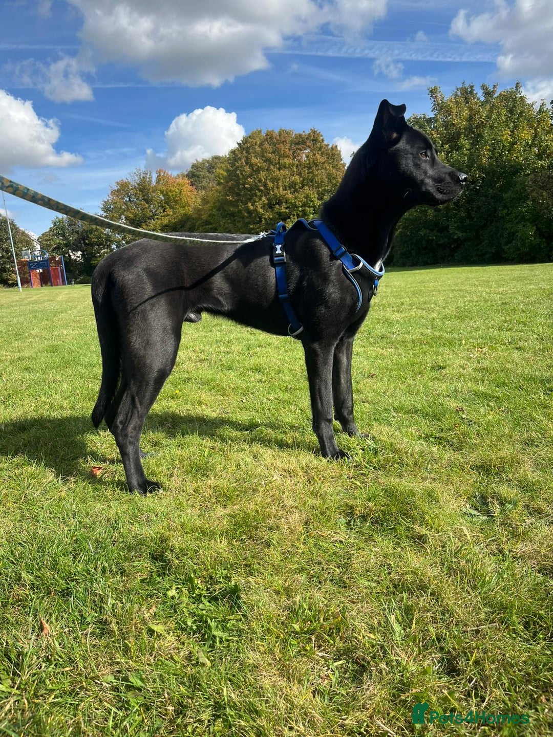 Mixed Breed dogs for stud: Husky x Cane corso  - Advert 5