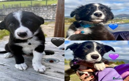 Border Collie dogs for sale: Pure bred, beautiful Border Collie puppies 🖤🤍🐾 - Image 2