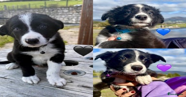 Border Collie dogs - Advert 16