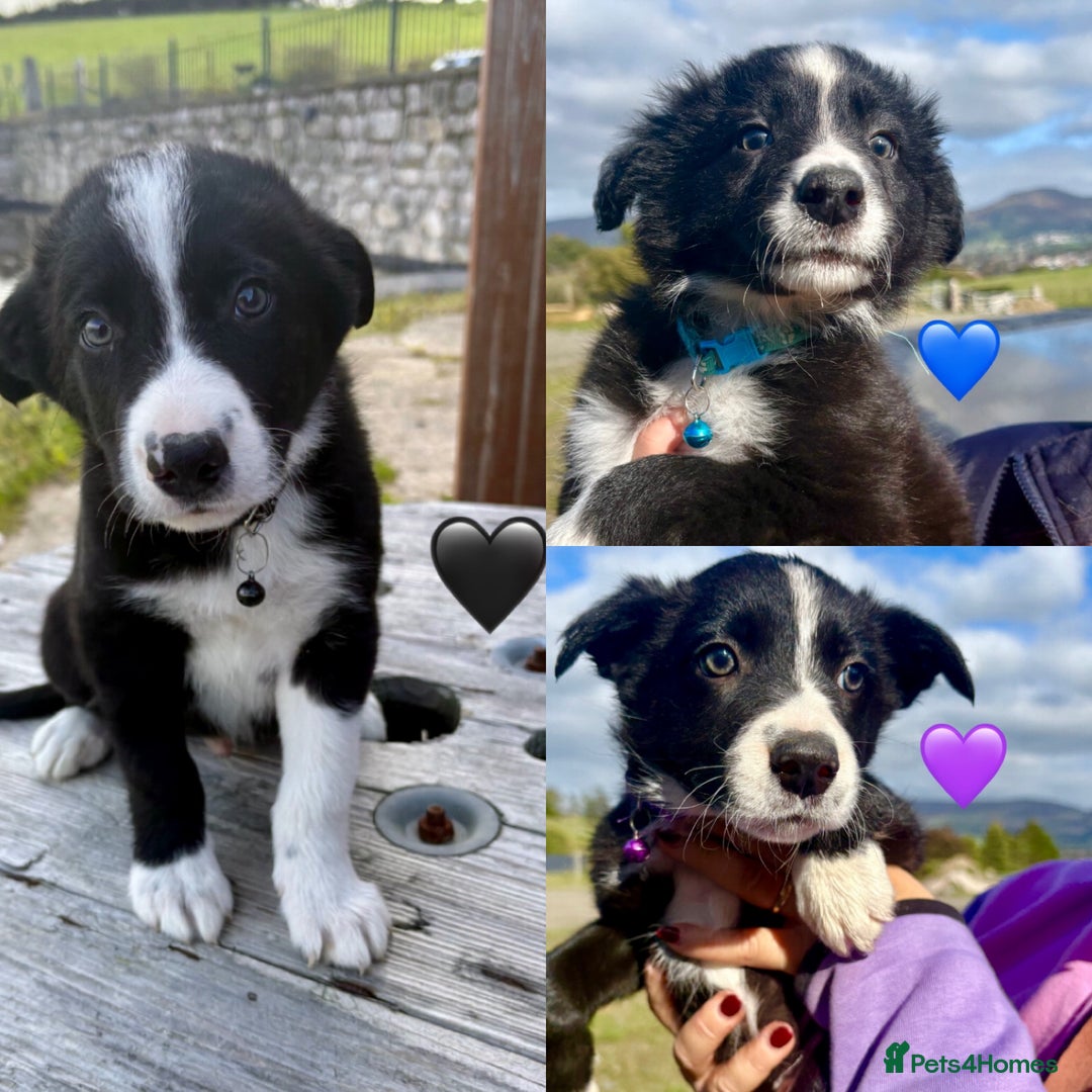 Border Collie dogs for sale: Pure bred, beautiful Border Collie puppies 🖤🤍🐾 - Image 2