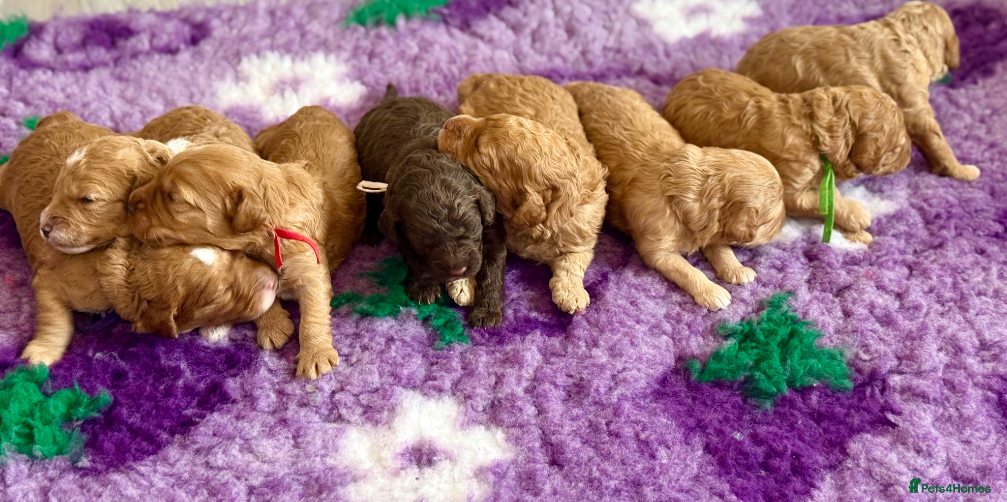 Labradoodle dogs 🐾 Beautiful F1B Miniature Labradoodle Puppies 🐾 - Advert 2