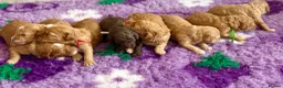 Labradoodle dogs for sale: 🐾 Health Tested F1B Mini Labradoodle Puppies 🐾 - Advert 10