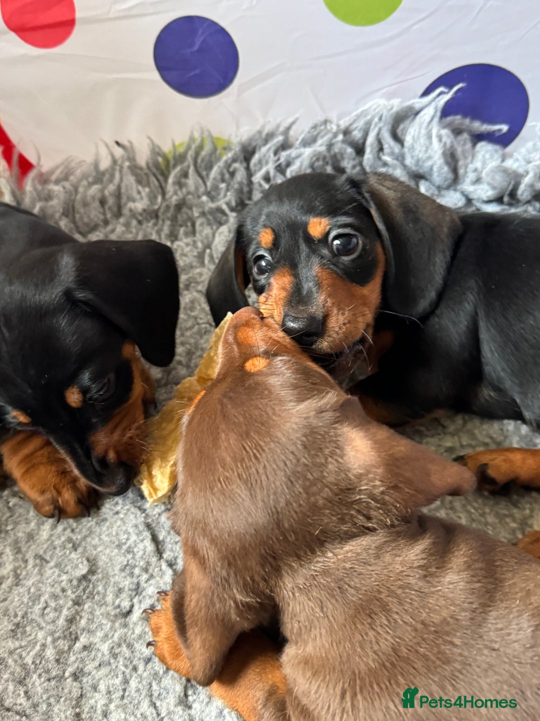 Dachshund dogs for sale: Mini dachshund puppies, PRA clear, health tested - Advert 9
