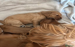 Cocker Spaniel dogs for sale: 3 beautiful cocker spaniel puppies  - Image 12