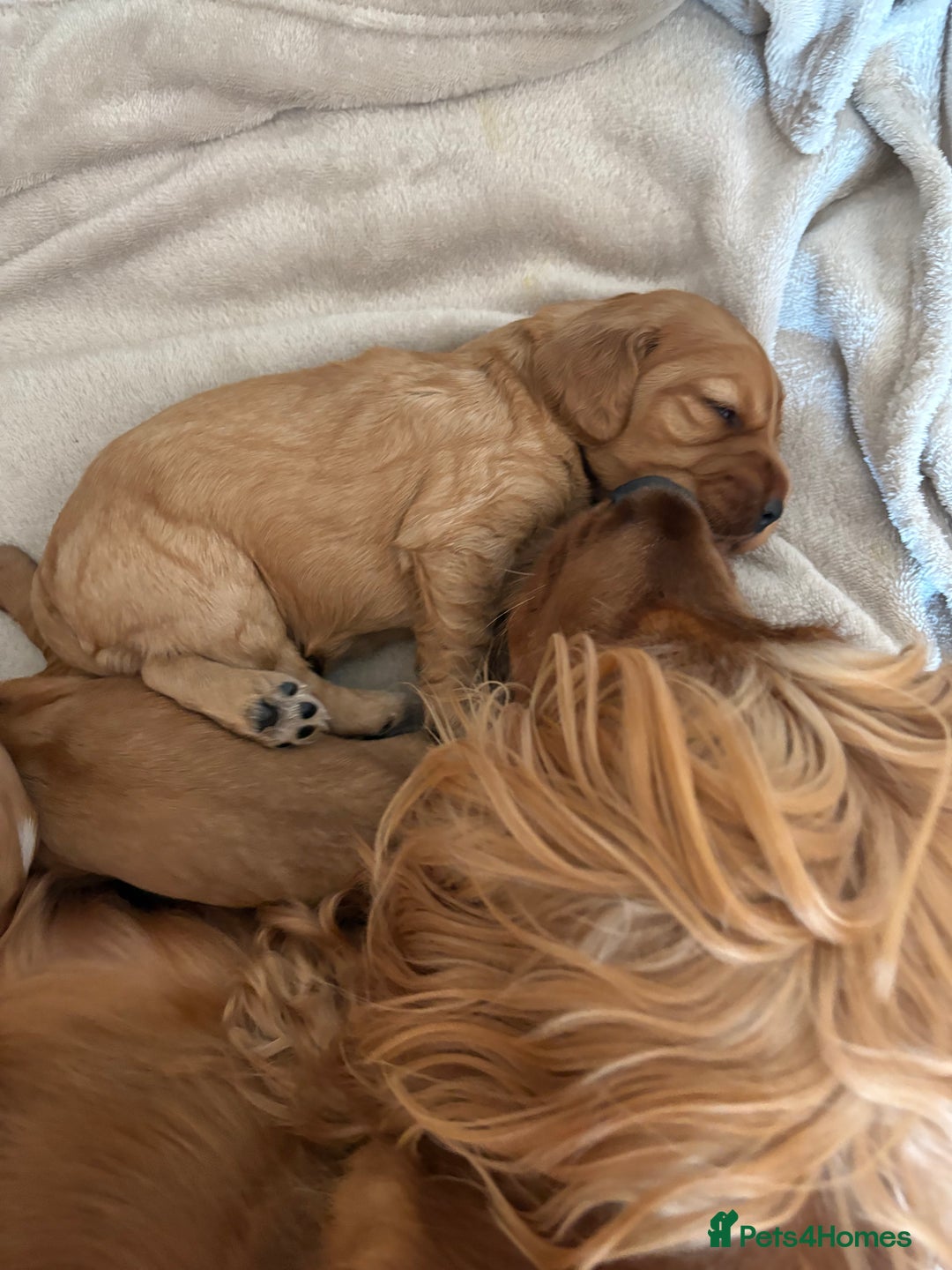 Cocker Spaniel dogs for sale: 3 beautiful cocker spaniel puppies  - Image 12