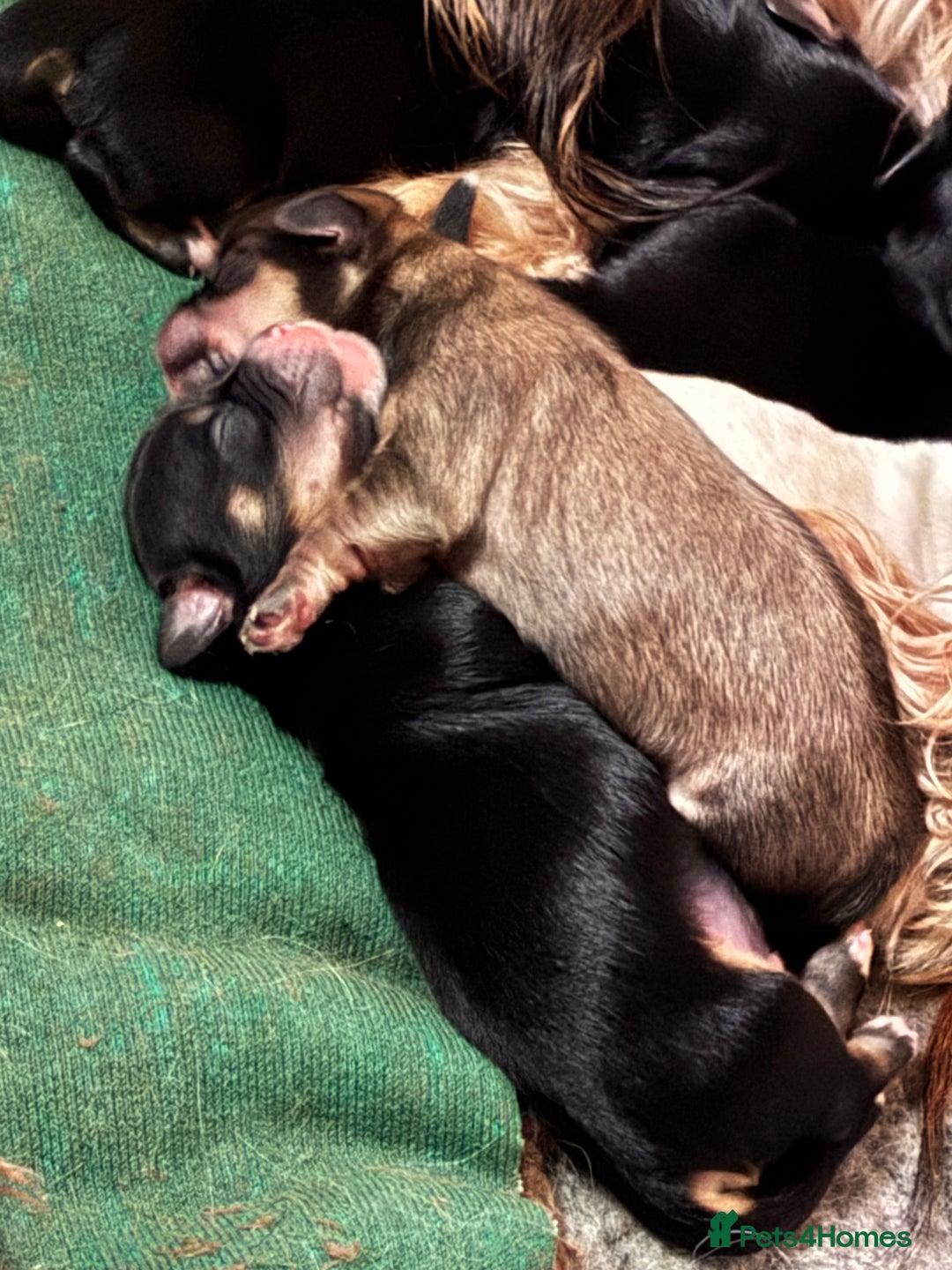 Mixed Breed dogs for sale: Fluffy Lhasa X Puppies – Family Raised! - Image 17