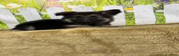 German Shepherd dogs for sale: German Shepherd puppies for sale - Advert 13