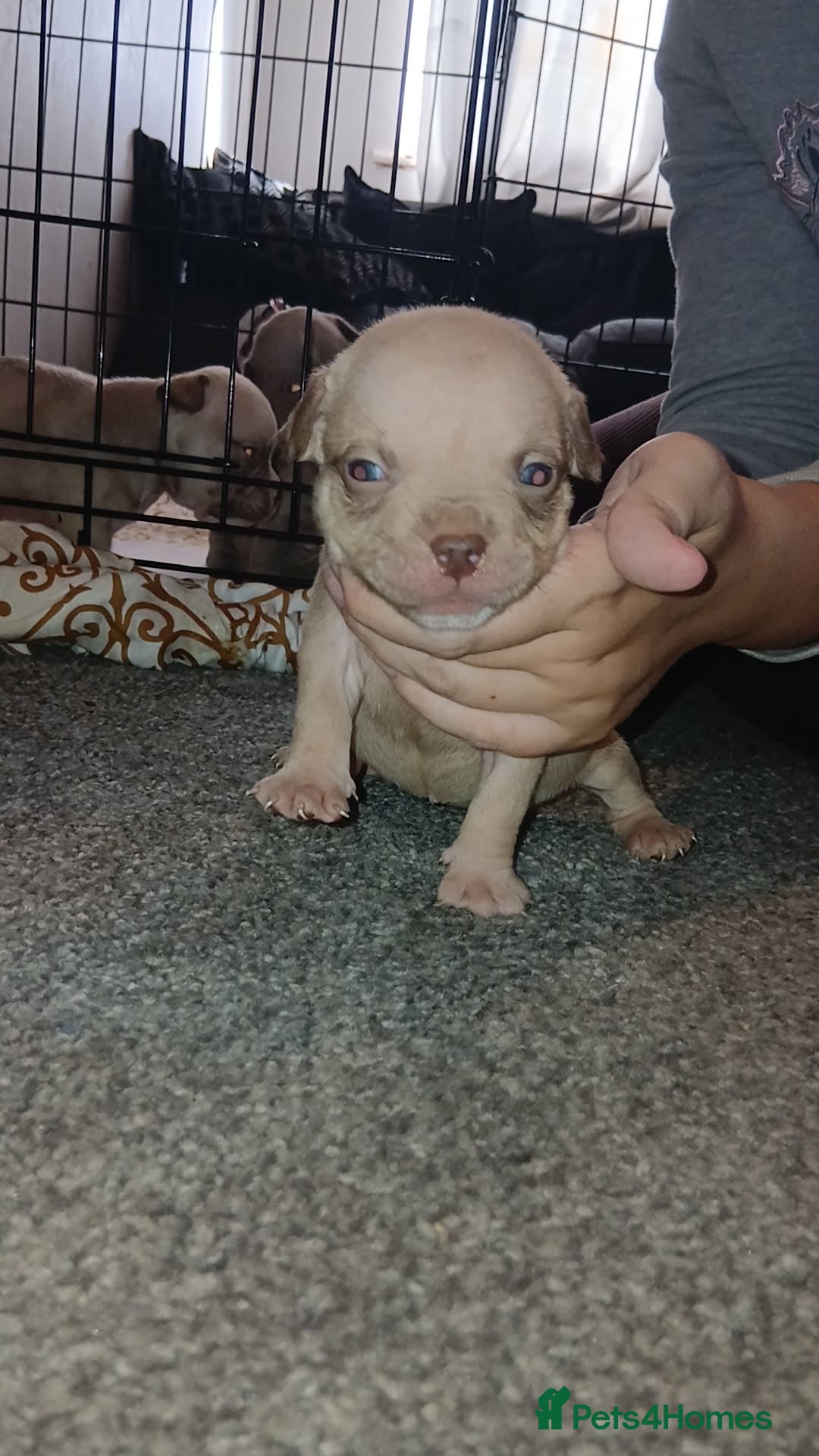 American Bully dogs for sale: Micro Exotic / pocket bully’s  - Image 9