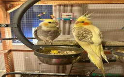 Cockatiels birds for sale: Cockatiels very tame - Advert 2