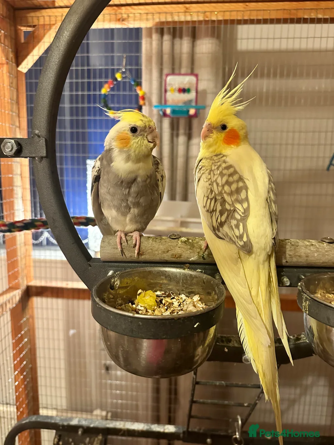 Cockatiels birds for sale: Cockatiels very tame - Advert 2