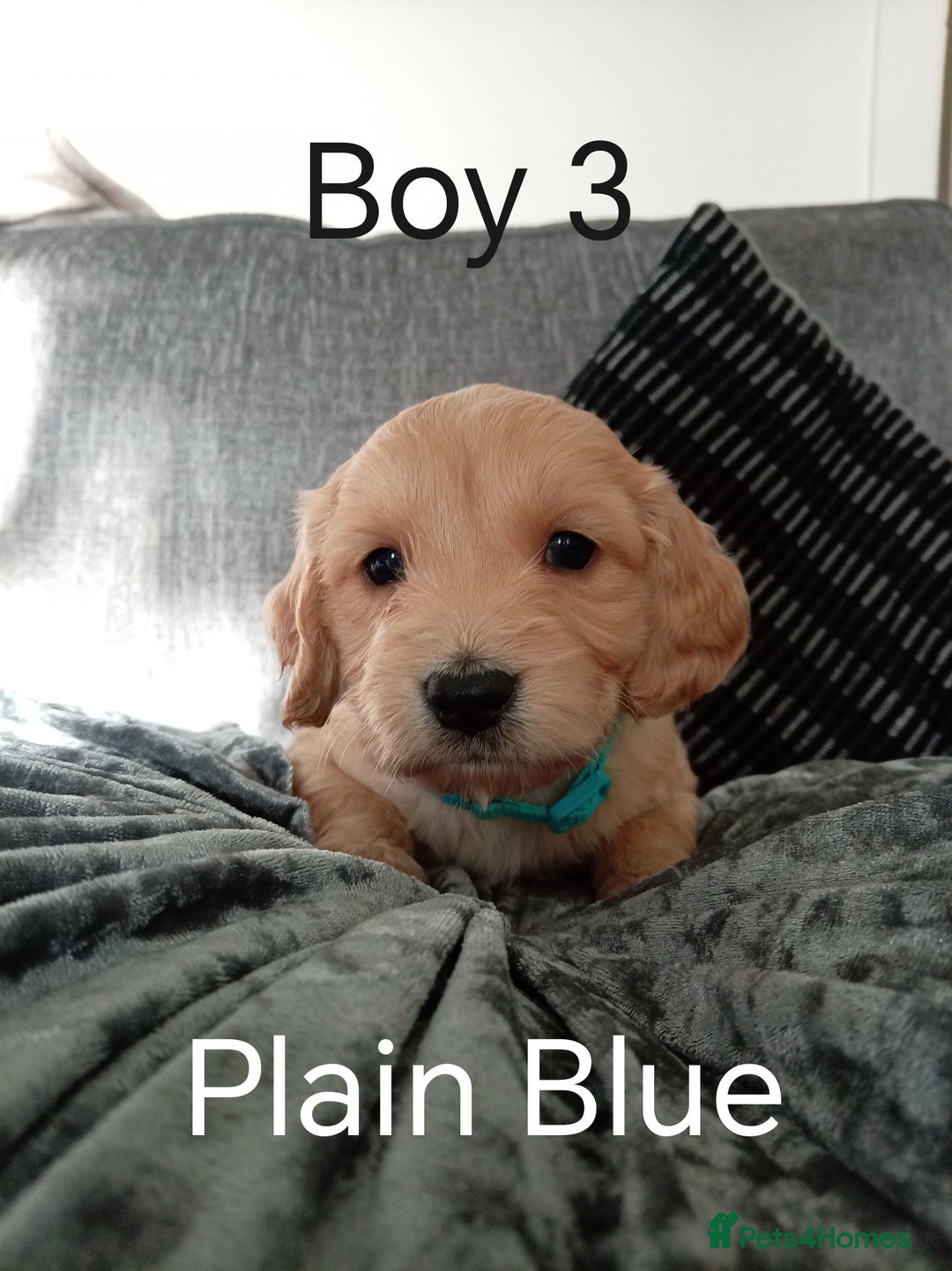 Cockapoo dogs for sale: 8 Beautiful Cockapoos puppies - Advert 30