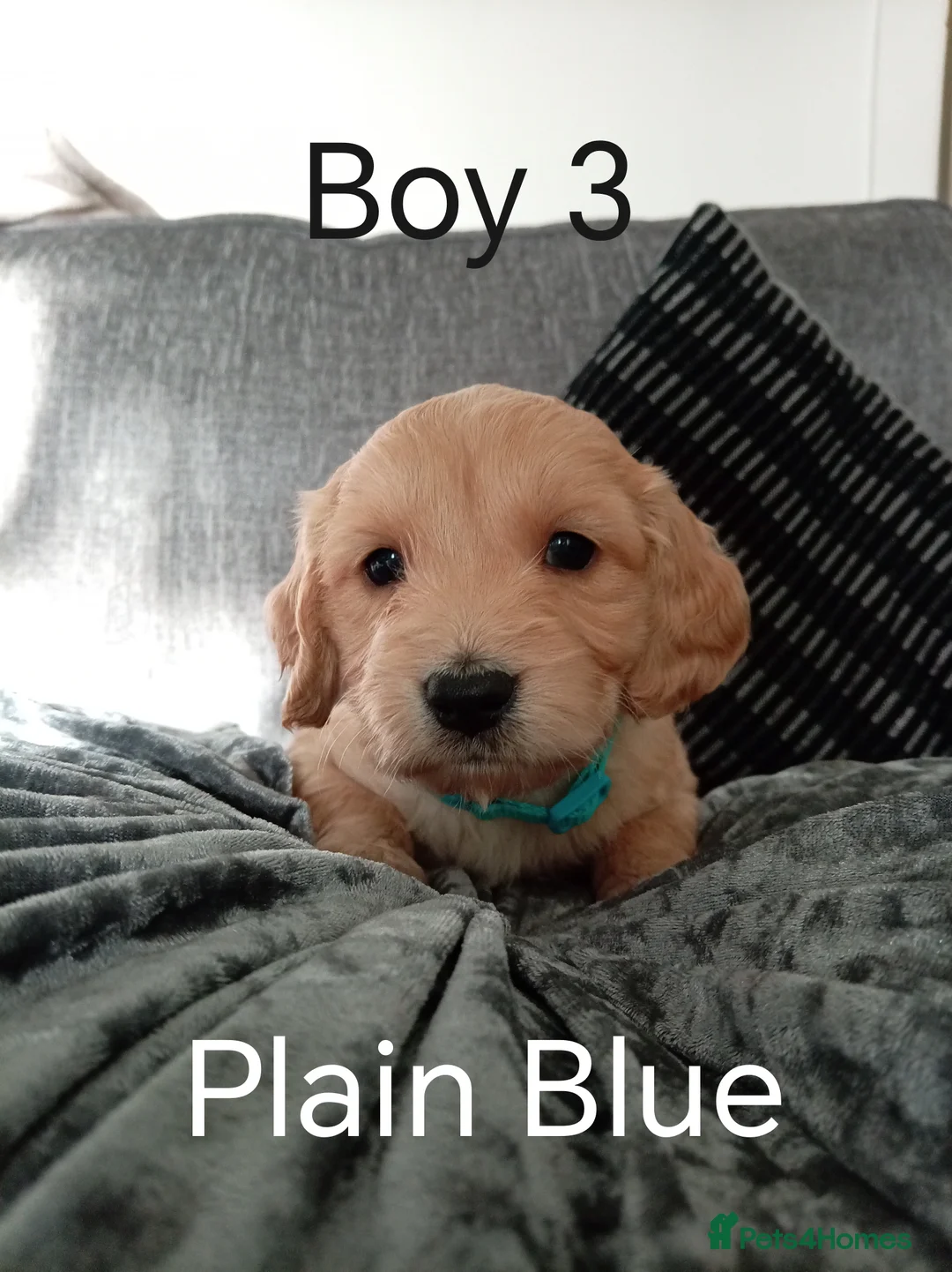 Cockapoo dogs for sale: 8 Beautiful Cockapoo Puppies - Advert 29