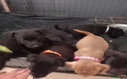 Patterdale Terrier dogs for sale: Patterdale pups for sale ready now - Image 8